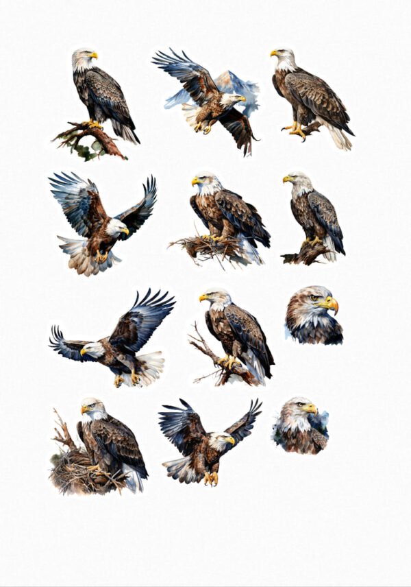 Une collection de quinze de mes stickers représentant des aigles royaux dans différentes poses : perchés sur des branches, en vol plané, en plein vol avec les ailes déployées et des portraits rapprochés de leur tête et de leur regard. crées par véronique, créatrice de stickers