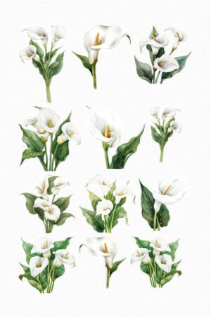 Callas blancs
