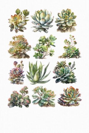Plantes succulentes