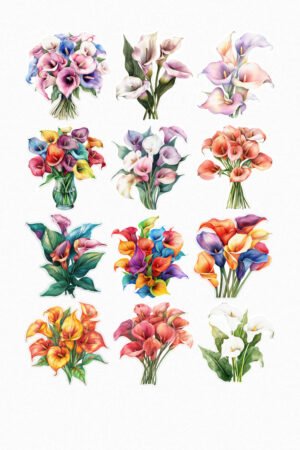 Lys Calla colorés