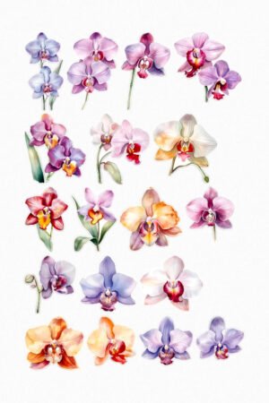 Orchidées majestueuses